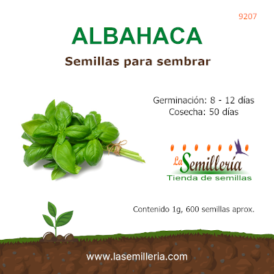 Foto de Sobre de Semillas de Albahaca