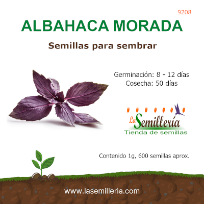 Foto de Sobre de Semillas de Albahaca Morada