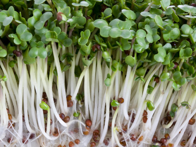 Foto de Semillas de Brócoli Sin Tratamiento