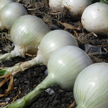 Foto de Cebolla Grano Blanco