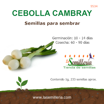 Foto de Sobre de Cebolla Cambray