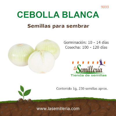 Foto de Sobre de Semillas de Cebolla Blanca