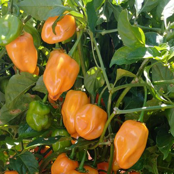 Foto de Semillas de Chile Habanero Coba 1M