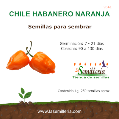 Foto de Sobre de Semillas de Chile Habanero Naranja