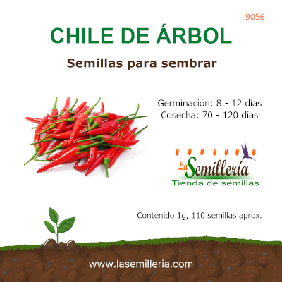 Foto de Sobre de Chile de Árbol