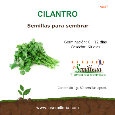 Foto de Sobre de Cilantro