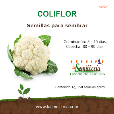 Foto de Sobre de Coliflor