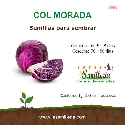 Foto de Sobre de Semillas de Col Morada