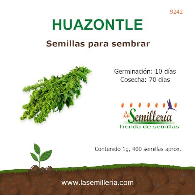 Foto de Sobre de Semillas de Huazontle