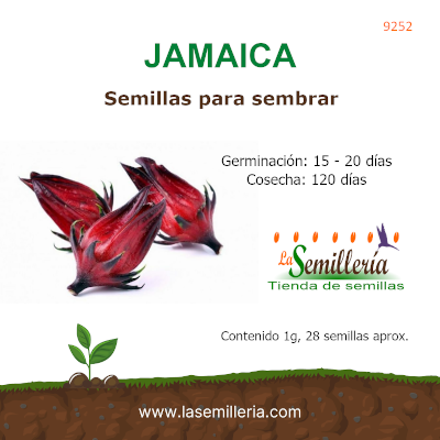 Foto de Sobre de Semillas de Jamaica