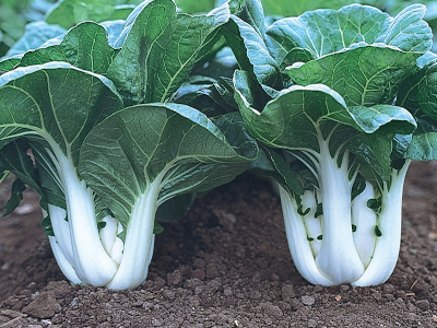 Foto de Semillas de Pak Choi