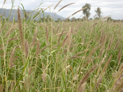 Foto de Semillas de Pasto Buffel