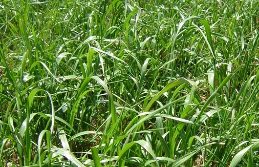 Foto de Pasto Rye Grass Anual 