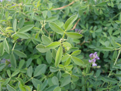 Foto de Semillas de Alfalfa ST