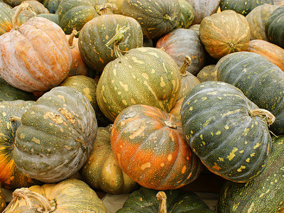 Foto de Semillas de Calabaza de Castilla ST 