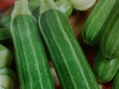 Foto de Calabaza Larga Grey Zucchini 