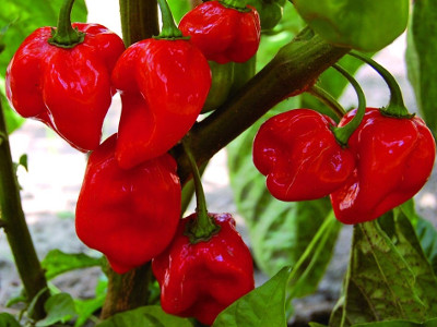 Foto de Semillas de Chile Habanero Rojo