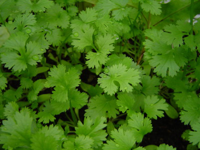 Foto de Semillas de Cilantro Importado