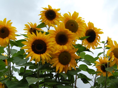 Foto de Girasol Gigante