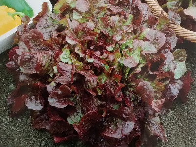 Foto de Lechuga Roja 