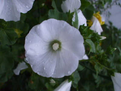 Foto de Semillas de Malva Florida 