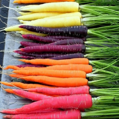 Foto de Zanahoria Arcoiris 